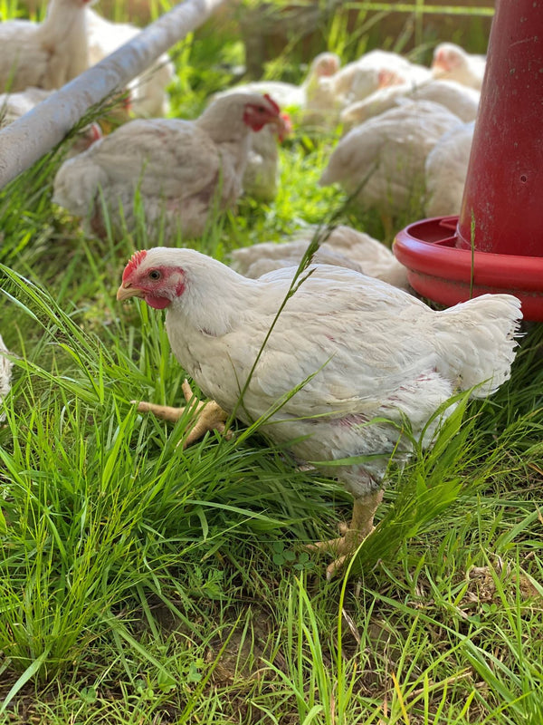 Our Word Should Mean Something