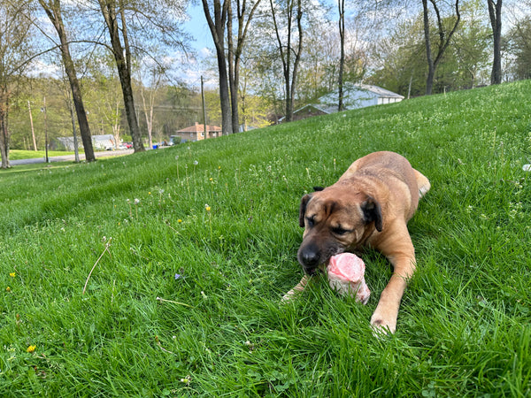 Smoked Dog knuckle bones