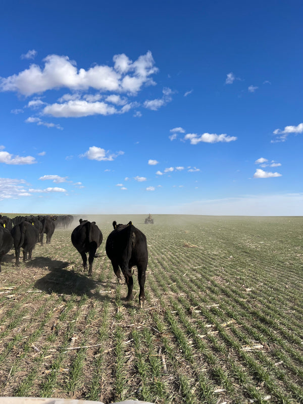Foreign Beef being Masked as American Beef