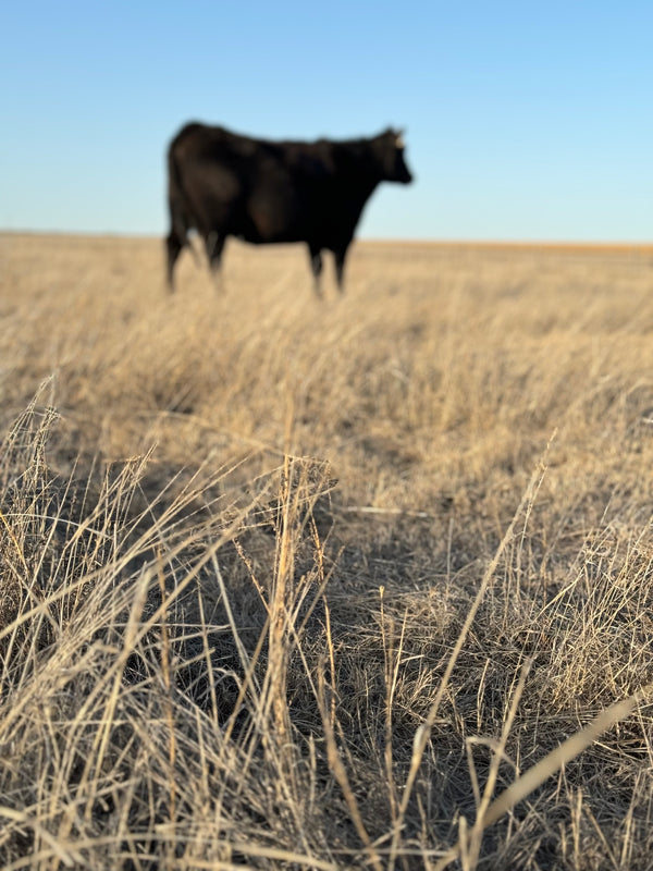 Angus Cattle to eat